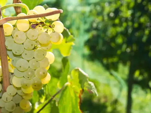Reife, helle Prosecco Trauben hängen an einem Rebstock. Das sonnige Licht lässt die Beeren fast golden schimmern.