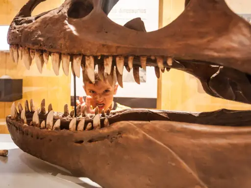 Niño asomándose por la boca de un esqueleto de dinosaurio, una idea genial para saber qué ver en Logroño con niños y vivir una aventura jurásica.