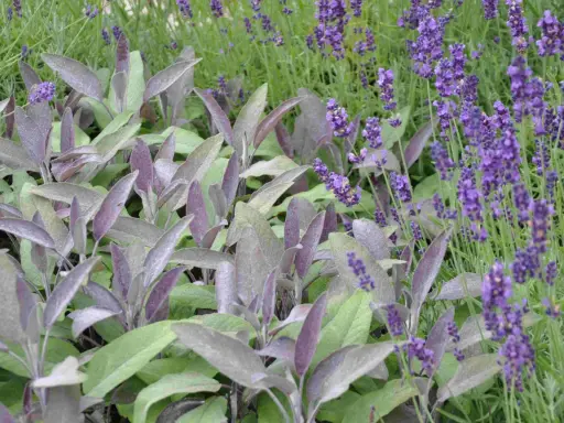 Vacker samplantering lavendel i kruka med purpurfärgade blad och lila blommor.