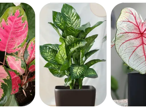 Aglaonema o różowych liściach, zielona dracena i kaladium z czerwonymi żyłkami. Do uprawy aglaonemy najlepsza jest lekka, przepuszczalna ziemia.