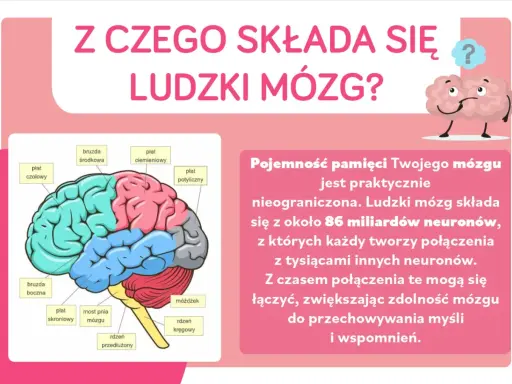 Ciekawostki o mózgu dla dzieci: schemat ludzkiego mózgu z podziałem na płaty i informacja o jego nieograniczonej pojemności pamięci.