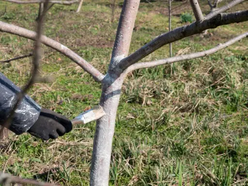 Application de chaux vive au pinceau sur le tronc d'un jeune arbre pour le protéger.