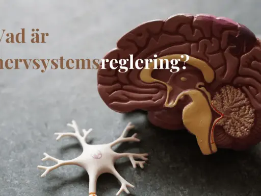 Modell av hjärna och neuron. Texten "Vad är nervsystemsreglering?" ställs.