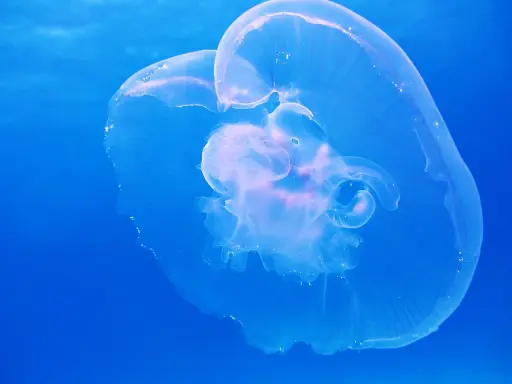 Una medusa trasparente fluttua nel blu profondo, mostrando le sue delicate forme. Diverse quallen arten, come questa, popolano gli oceani.