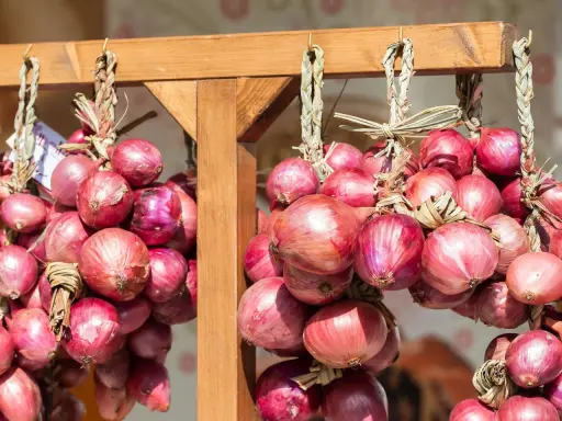 Zwiebeln trocknen: Bündel von roten Zwiebeln hängen an einem Holzgestell. Die Zwiebeln sind mit Stroh zusammengebunden und werden so gelagert.