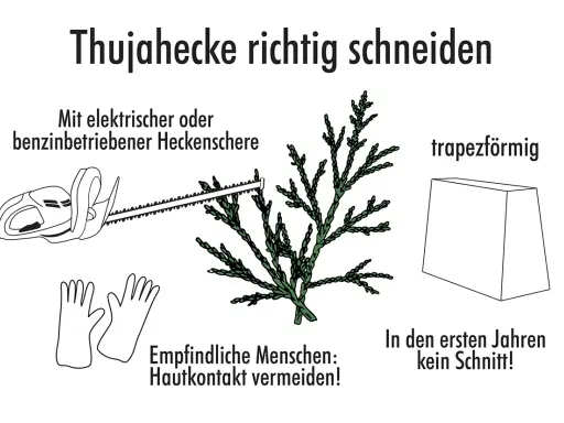 Anleitung zum Thujahecke richtig schneiden: Elektrische Heckenschere, Handschuhe, trapezförmige Form. In den ersten Jahren kein Schnitt!