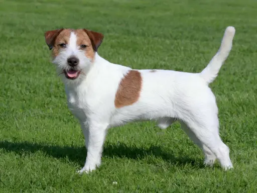 Wesoły jack russell terrier stoi na zielonej trawie, merdając ogonem.
