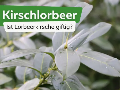 Kirschlorbeer: Ist Lorbeerkirsche giftig? Grüne Blätter einer Pflanze, die Fragen zur Giftigkeit aufwirft.