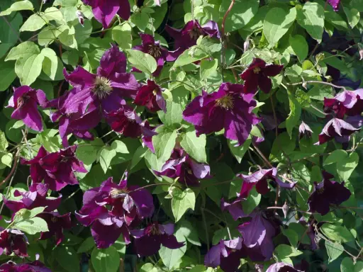 Üppige, dunkelviolette Clematisblüten mit grünen Blättern. Die richtige Clematis Pflege sorgt für diese Blütenpracht.
