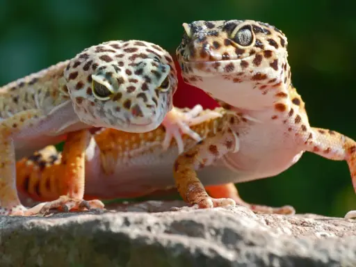 Ile żyje gekon? To więcej niż myślisz! Zadbaj o długie lata