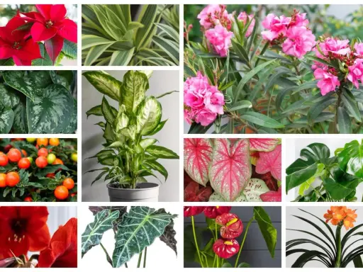 Kolaż roślin: gwiazda betlejemska, dracena, oleander, scindapsus, difenbachia, kaladium, monstera, amarylis, alokazja, anturium, klivia. Niektóre z nich to najbardziej trujące rośliny.