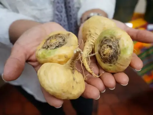 Mains tenant des racines de maca jaunâtres, certaines montrant des signes de pourriture. Le danger de la maca réside dans sa conservation.