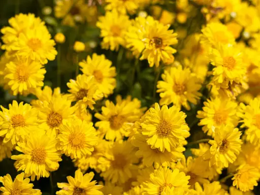 Un champ de chrysanthèmes jaunes éclatants, évoquant la vitalité et le bien-être, peut-être liés à des recherches sur le chrysanthellum et la perte de poids.