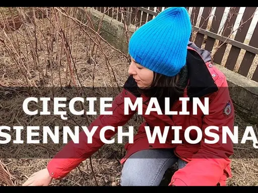 Jak przycinać maliny jesienne? Prosty przewodnik po obfitych plonach