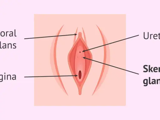 Anatomia kobiecej kobiecej prostaty (gruczołów Skene), cewki moczowej i pochwy.
