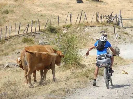 Ciclista in fuoristrada incontra mucche sull'Alta Via dei Monti Liguri MTB.