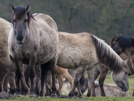 Eine Gruppe von Wildpferden steht auf einer grünen Wiese.