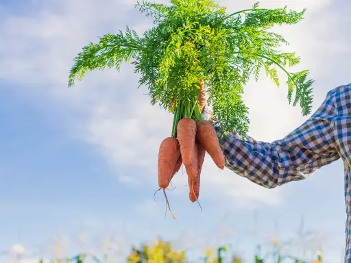Un fermier tient un bouquet de carottes fraîchement récoltées, un signe que le moment idéal pour semer les carottes est passé.