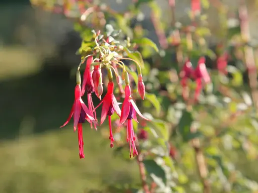 Grappe de fleurs de fuchsia en pot, aux pétales rouges vifs et pourpres, se balançant doucement.