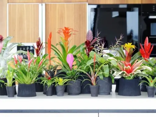 Rząd doniczek z najpiękniejszymi kwiatami egzotycznymi: bromeliami w odcieniach czerwieni, różu, pomarańczy i żółci.