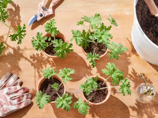 Gardening supplies and small potted geraniums ready for planting. This setup shows how to propagate geraniums with pruning shears, gloves, and a watering can.