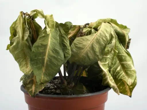 Planta marchita en maceta, con hojas secas y caídas. ¿Cómo revivir una planta en este estado?