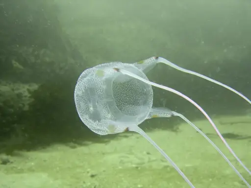 Un velum meduse trasparente, con puntini bianchi, fluttua nell'acqua verde, mostrando i suoi lunghi tentacoli rosa.