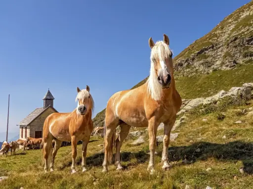 Zwei Haflinger-Pferde mit hellem Fell und Mähnen stehen auf einer Bergwiese vor einer kleinen Kapelle. Ihr freundlicher Haflinger Charakter strahlt Ruhe aus.