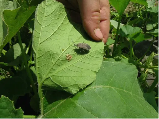 A hand points to a squash bug and its cluster of eggs on a large green leaf, showing how to kill squash bug eggs by removing them.