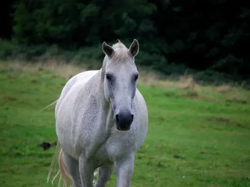 Ein weißer Lipizzaner steht auf einer grünen Wiese. Er blickt direkt in die Kamera.