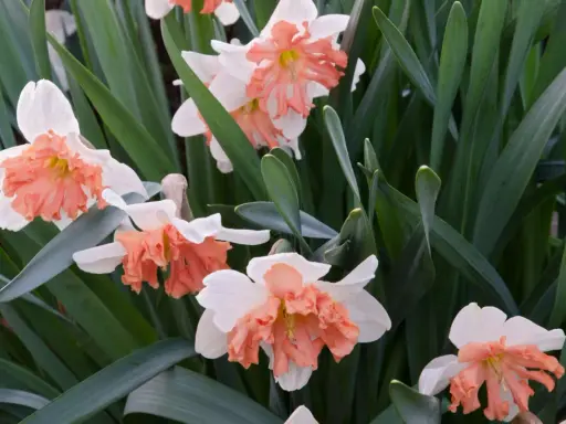 Close-up of white daffodils with ruffled peach coronas, surrounded by lush green foliage. The gardener is deadheading them to encourage new blooms.