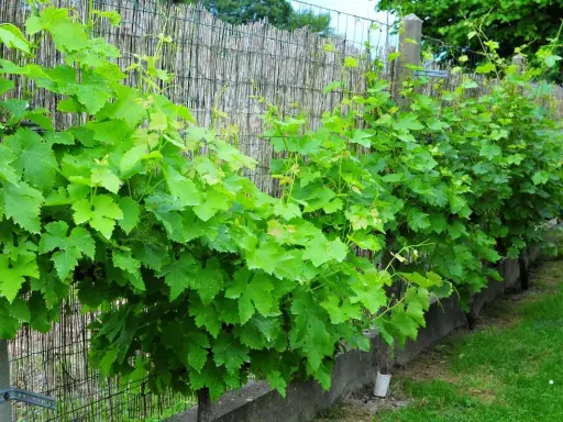Vigne grimpante luxuriante s'étendant le long d'une clôture en bambou. Le feuillage vert vif suit un schema taille vigne grimpante, créant une barrière naturelle.