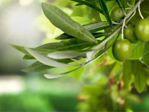 Branche d'olivier avec des olives vertes et une feuille d'olivier, baignée par la lumière du soleil.