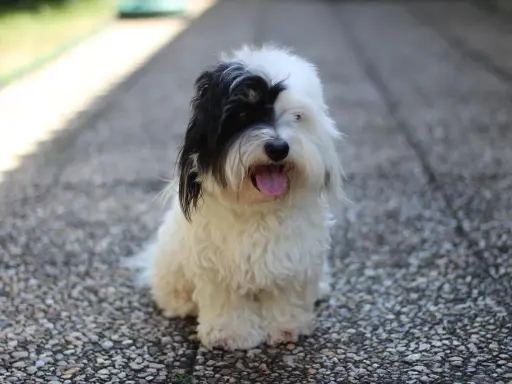 Uroczy coton de tulear z czarną łatką na oku siedzi na kamienistej ścieżce, dysząc z językiem na wierzchu.