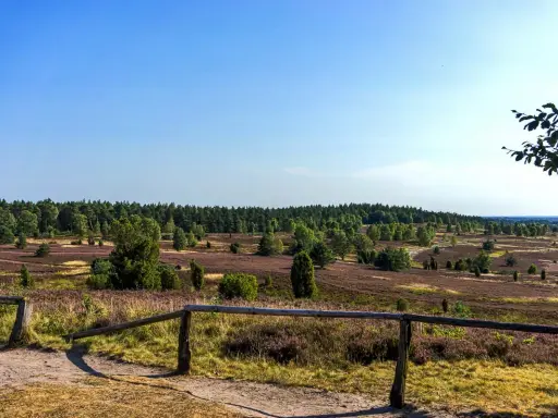 Heidelandschaft mit blühendem Heidekraut und Wald unter blauem Himmel.