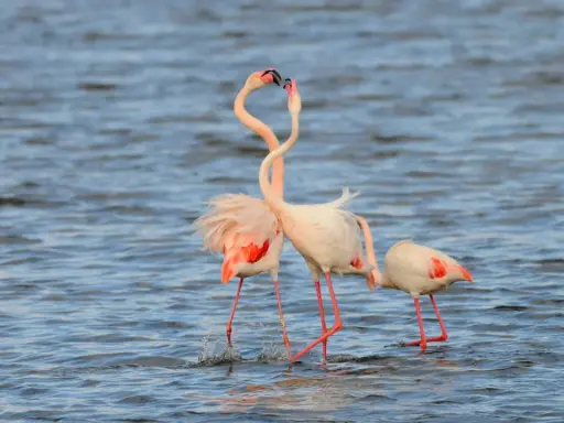 Flamencos en España, dos de ellos con cuellos entrelazados en un tierno gesto, se mueven en aguas tranquilas.