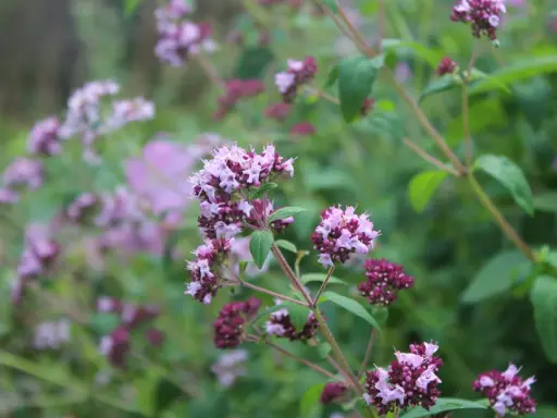 Vackra lila blommor på en ört som är perfekt att odla kryddor med.