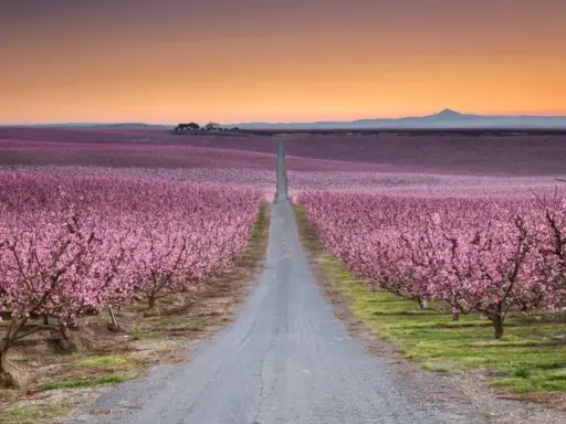 Camino recto entre campos de flores en España, bajo un cielo anaranjado.
