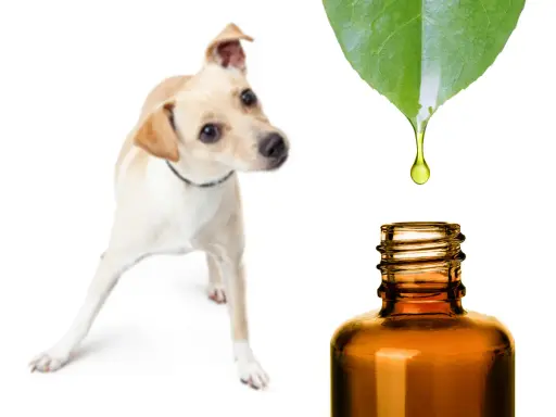 Un chien curieux regarde une goutte d'huile essentielle tomber d'une feuille verte dans un flacon. Une solution naturelle pour l'huile essentielle puce chien.