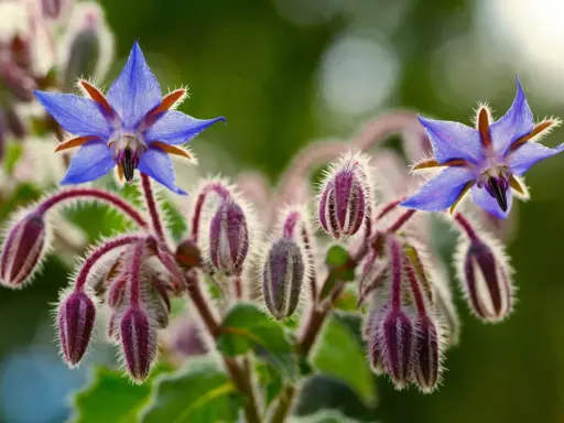 Fleurs bleues étoilées de bourrache, entourées de bourgeons velus pourpre. Le purin de bourrache est un excellent engrais naturel.