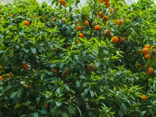 Un luxuriant mandarinier en pot, couvert de feuilles vertes vives et de nombreux fruits orange mûrs, promet une récolte savoureuse.