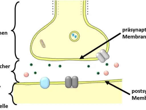 Synaptischer Spalt zwischen prä- und postsynaptischer Membran. Neurotransmitter-Vesikel im Endknöpfchen warten auf Freisetzung.