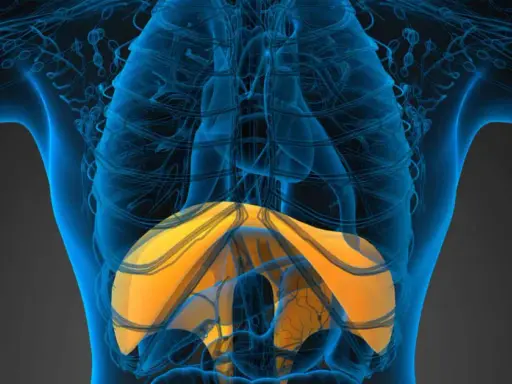 Anatomia umana con evidenziato l'emidiaframma destro sollevato, parte del sistema respiratorio.