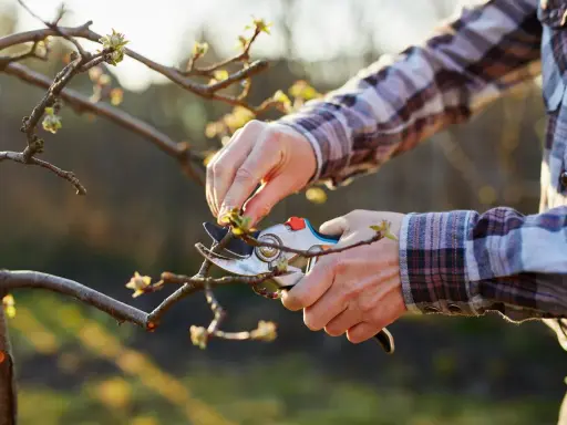 Quand tailler un pommier : des mains expertes utilisent un sécateur pour élaguer un jeune arbre, préparant la saison des fruits.