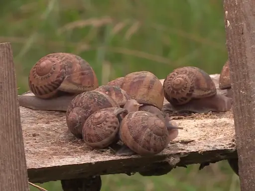 Un groupe d'escargots se repose sur une planche de bois. Ils semblent ignorer les méthodes de répulsif escargot naturel, se rassemblant joyeusement.