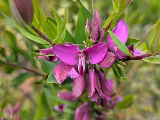 Fleurs de polygala myrtifolia, un arbuste facile d'entretien. Leurs teintes violettes apportent une touche de couleur.