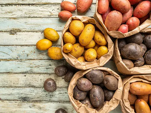 Une variété de pommes de terre, rouges, jaunes et violettes, débordent de sacs en papier sur une table en bois vieilli.