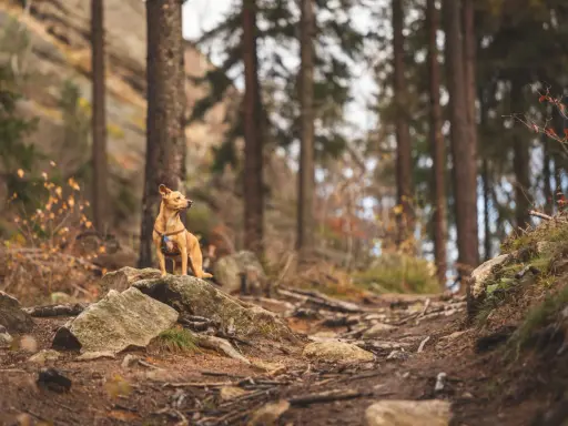 Z Psem w Polskie Góry? Poznaj Zasady i Najlepsze Szlaki!