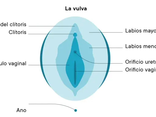 Diagrama de la vulva, mostrando el prepucio del clítoris, clítoris, labios mayores, labios menores, vestíbulo vaginal, orificio uretral y orificio vaginal.
