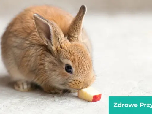 Mały, brązowy króliczek miniaturka zajada kawałek jabłka. To pokazuje, co jedzą króliki miniaturki, gdy dostają zdrowe przysmaki.